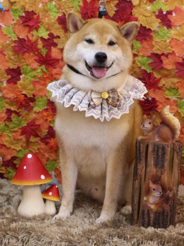 20241122こまくん